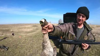Охота на гуся и немного нашего быта, на севере Саратовской области