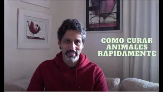 Cómo curar animales rápidamente | Toque Cuántico