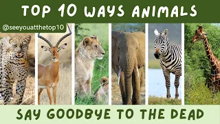 The Top 10 Ways Animals Say Goodbye To The Dead