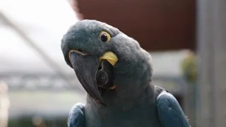 Lear's Macaw