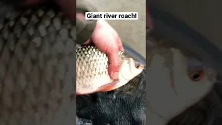 Specimen Roach Fishing - Giant river roach!