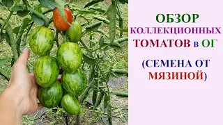 ОБЗОР КОЛЛЕКЦИОННЫХ СОРТОВ ТОМАТОВ В ОТКРЫТОМ ГРУНТЕ НА 22 ИЮЛЯ. СЕМЕНА ОТ МЯЗИНОЙ.