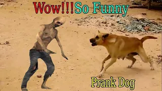 Wow Cool Prank! Fake tiger vs real dog, Fake tiger prank on dog so funny, Try not to laugh, 2022