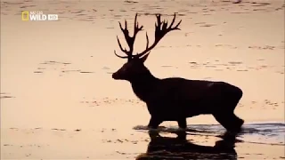 DANUBE EUROPE'S AMAZON FOREST - NAT GEO WILD HD