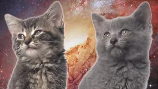 Песня мяу, мяу    часовая версия   Space Cats 1 hour version