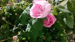 Мой палисадник под окном в селе в мае  2018.                 # мой сад # село # розы# цветы
