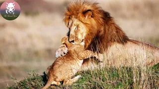 Daddy Lion First Time to see His Cub,What He Did Will Melt Your Heart