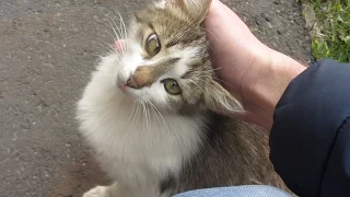 Kitten with cute eyes on the street