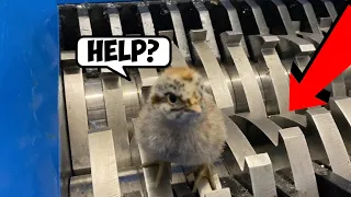 SHREDDING BABY CHICKEN : EXPERIMENT