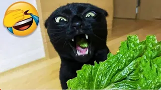 Funny animals - Funny cats / dogs - Funny animal videos 😺😍 #19 Cats Query