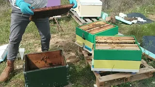 Τριπλασιασμός μελισσοκομείου Κόψιμο παραφυάδες με την μέθοδο Μάνα και άλλα Δύο. (Χωρίς Μεταφορά)