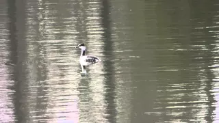 Horned Grebe / Grèbe cornu