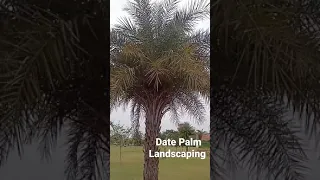 Date Palm Landscaping Plant