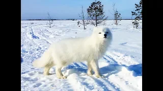 Arctic Fox - 3: Return of the Furry