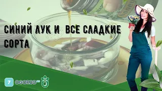 Синий лук и  все сладкие сорта