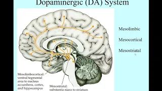 DopaminergicSystem