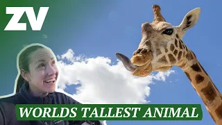 Let's meet the worlds tallest animal