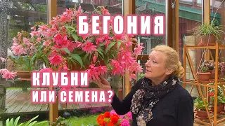 БЕГОНИЯ: семена или клубни?