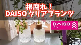 【縦動画】根腐れ！大変、ダイソー観葉植物・クリアプランツが！ #観葉植物 #houseplants #ダイソー #百均 #アグラオネマ