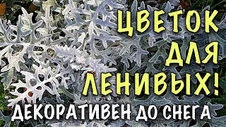 СУПЕР НЕПРИХОТЛИВА! НЕ БОИТСЯ НИ ЗАСУХИ НИ ЗАМОРОЗКОВ! Как вырастить ЦИНЕРАРИЮ из СЕМЯН. ВСЕ СЕКРЕТЫ