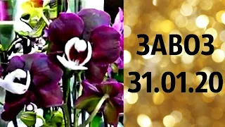 🌸Продажа орхидей. (завоз 31.01.20 г.) Рассматриваем отправку за границу. ЗАМЕЧТАТЕЛЬНЫЕ КРАСОТКИ👍