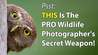 Wildlife Photography Power Move:  The Magic of Proper Camera Height