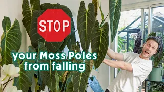 HOW TO PREVENT YOUR MOSS POLE FROM FALLING - tips & tricks