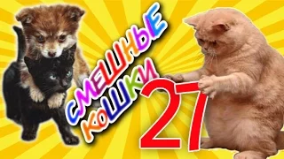 Смешные кошки 27 ● Приколы с животными 2015 ●  Funny cats vine compilation - Part 27