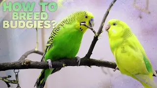 Budgie Breeding | Everything You need to know