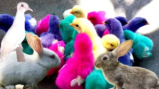 Catch Cute Chickens, Colorful Chickens, Rainbow Chicken, Rabbits, Cute Cat, Ducks, Animals Cute #11