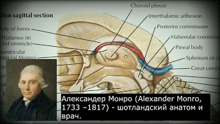 Анатомия с АВ. Промежуточный мозг (diencephalon) и третий желудочек (ventriculus tertius).