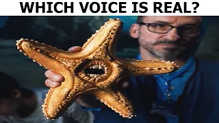 Which Starfish Voice Is Real?