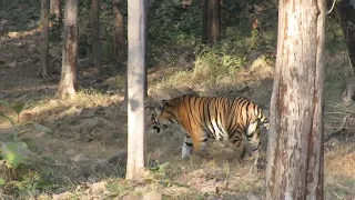 Male Tiger in Satpura National Park