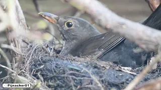 Blackbird Building Nest