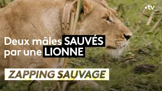 Two males saved by a lioness