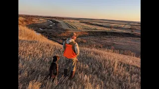 FULL LIMIT Pheasant hunting NORTH DAKOTA 2021