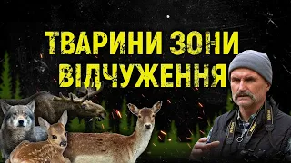 Здичавілі корови та рисі: як тварини живуть у Чорнобильській зоні