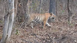 # मोगली  #Mowgli Male  #Alizanza # Tiger sighting TATR #Buffar​ zone # Ramdegi Navegaon Buffar zone