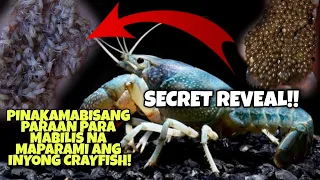 PINAKAMABISANG PARAAN PARA MAS MABILIS NA MAPARAMI ANG INYONG CRAYFISH!IN 2MONTHS HARVEST TIME NA!😱😱