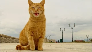 Смешное видео про котов и кошек. Самые смешные коты и кошки 2015. Funny cats 2015.