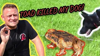 This Toad WILL KILL Your Dog! / / How to Stop It and Save Your Dog