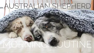 AUSTRALIAN SHEPHERD MORNING ROUTINE | 2020