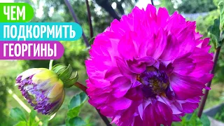 ЦВЕТЕНИЕ Георгин Зависит От Этих ПОДКОРМОК. Мои цветы.