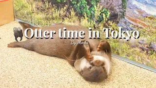 Cute baby otter in Tokyo | Living alone in Tokyo as a foreigner