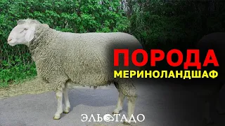 Порода овец Мериноландшаф от одного из лучших заводчиков в Германии! Элитные породы овец в России!