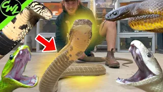 TOP 5 Most DANGEROUS Snakes I Have!