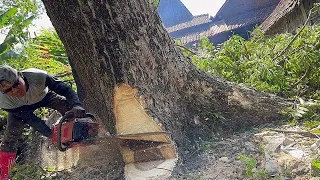 House at risk... Dangerous felling 2 leaning tree !!