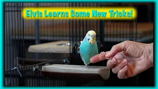 My Budgie Learns Some New Tricks