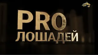 PRO_Лошадей. Кабирхан. 12 ноября 2023 года. 13:50