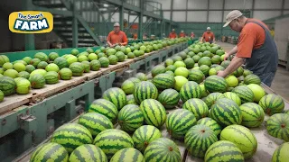 Watermelons MEGA FARM: An Incredible Journey From Field to Packaging